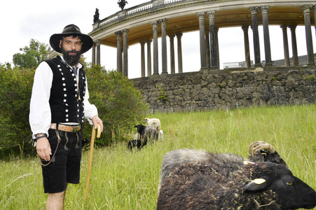 Ankunft der Schafe für die Beweidung von Wiesenflächen im Park Sanssouci in Potsdam