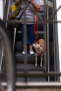 Symbolfoto Stadthund