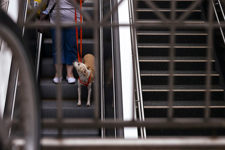 Symbolfoto Stadthund