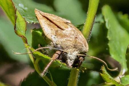 Makroaufnahmen von Insekten