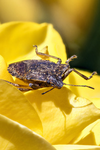Makroaufnahmen von Insekten