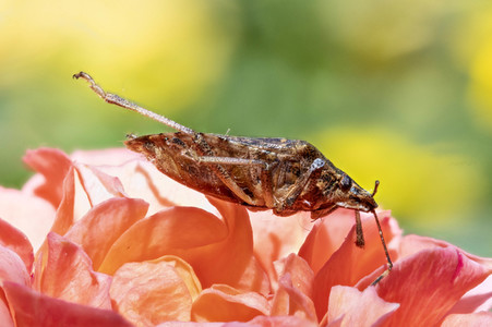 Makroaufnahmen von Insekten