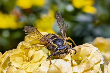 Makroaufnahmen von Insekten