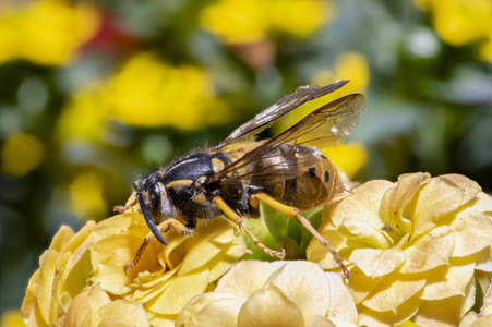 Makroaufnahmen von Insekten