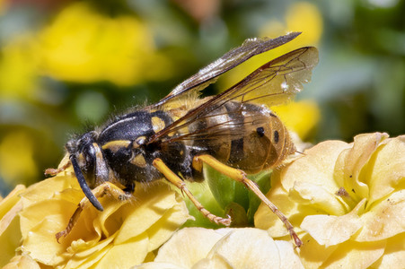 Makroaufnahmen von Insekten