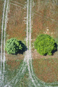 Mohnfeld am Kronsberg in Hannover