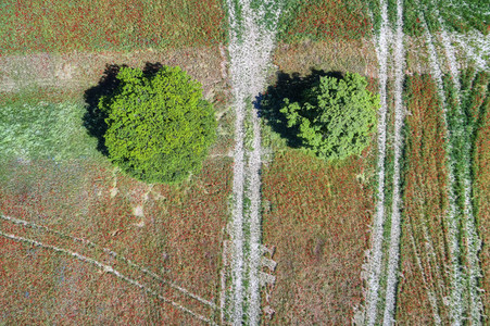 Mohnfeld am Kronsberg in Hannover