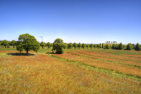 Mohnfeld am Kronsberg in Hannover