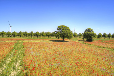 Mohnfeld am Kronsberg in Hannover