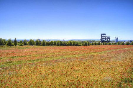Mohnfeld am Kronsberg in Hannover