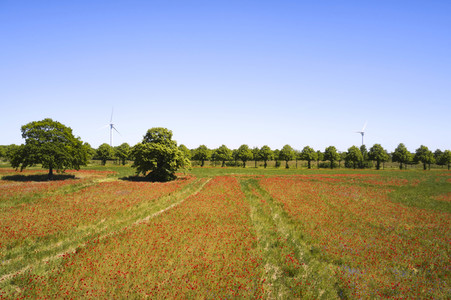 Mohnfeld am Kronsberg in Hannover
