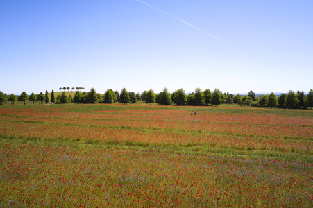 Mohnfeld am Kronsberg in Hannover