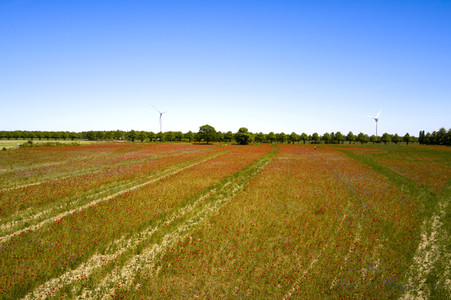 Mohnfeld am Kronsberg in Hannover