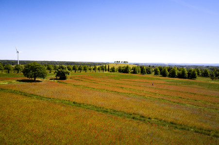 Mohnfeld am Kronsberg in Hannover