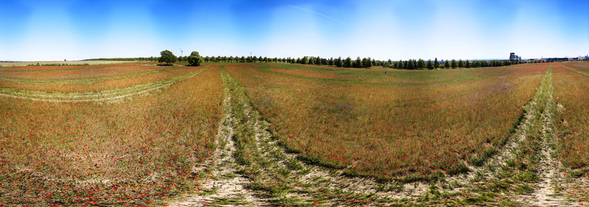 Mohnfeld am Kronsberg in Hannover