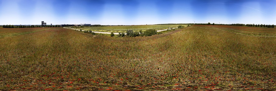 Mohnfeld am Kronsberg in Hannover