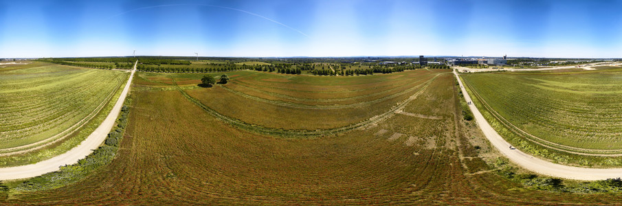 Mohnfeld am Kronsberg in Hannover