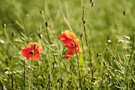 Mohnfeld bei Hannover