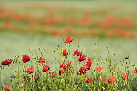 Mohnfeld bei Hannover