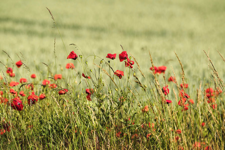 Mohnfeld bei Hannover