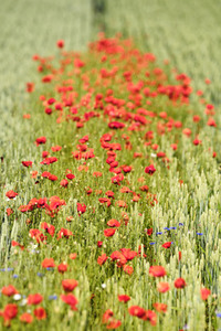 Mohnfeld bei Hannover