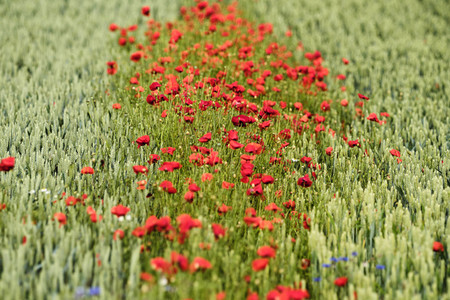 Mohnfeld bei Hannover
