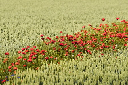 Mohnfeld bei Hannover