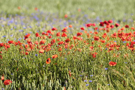 Mohnfeld bei Hannover