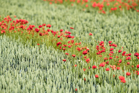Mohnfeld bei Hannover