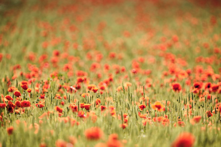 Mohnfeld bei Hannover