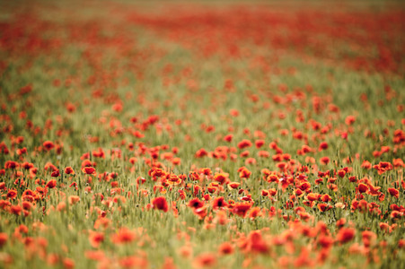 Mohnfeld bei Hannover