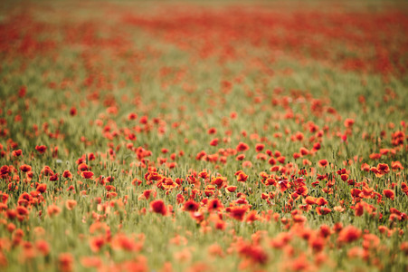 Mohnfeld bei Hannover