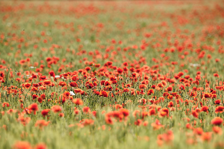 Mohnfeld bei Hannover