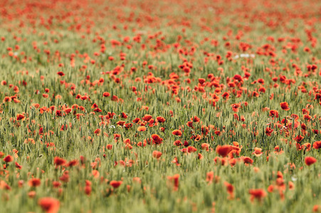 Mohnfeld bei Hannover