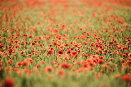 Mohnfeld bei Hannover