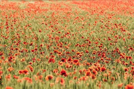 Mohnfeld bei Hannover