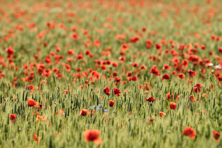 Mohnfeld bei Hannover