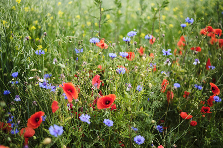 Mohnfeld bei Hannover
