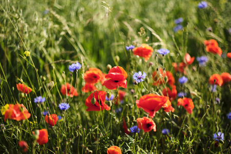 Mohnfeld bei Hannover