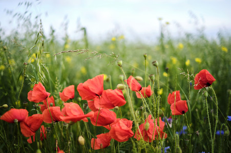 Mohnfeld bei Hannover