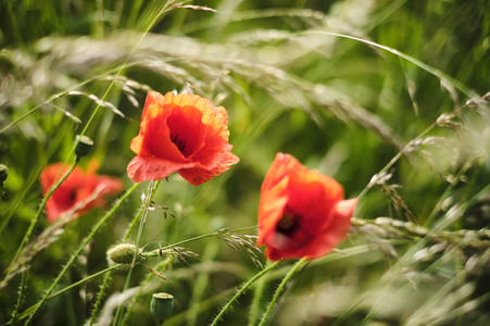 Mohnfeld bei Hannover