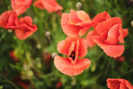 Mohnfeld bei Hannover