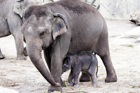 Elefanten-Nachwuchs im Kölner Zoo