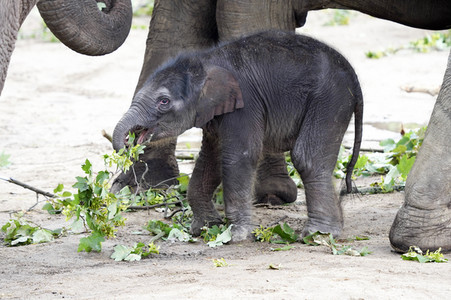 Elefanten-Nachwuchs im Kölner Zoo