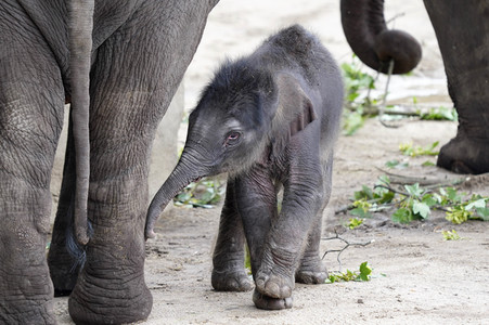 Elefanten-Nachwuchs im Kölner Zoo