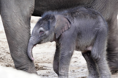Elefanten-Nachwuchs im Kölner Zoo