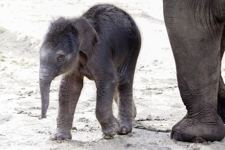 Elefanten-Nachwuchs im Kölner Zoo