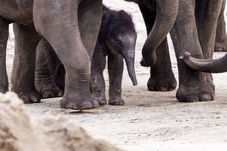 Elefanten-Nachwuchs im Kölner Zoo