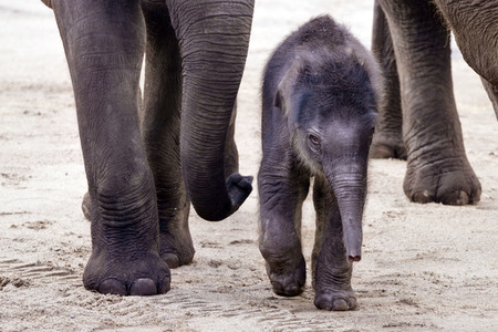 Elefanten-Nachwuchs im Kölner Zoo