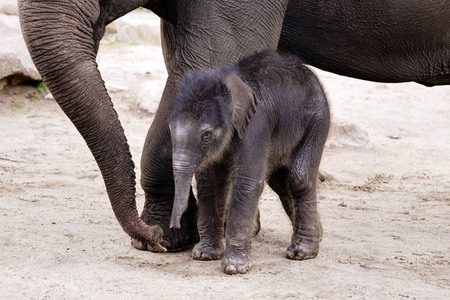 Elefanten-Nachwuchs im Kölner Zoo